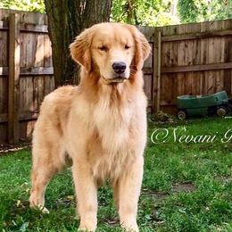 Golden Retrievers and Siberian Huskies from Nevani Goldens & Siberians