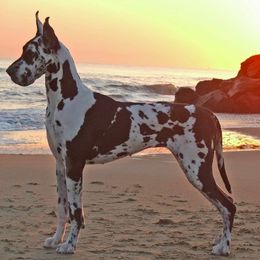 Great Dane All Grown Up from Ohana Danes