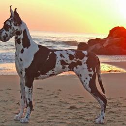 Great Dane All Grown Up from Ohana Danes