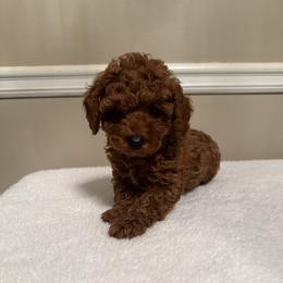 Noel - Red  male Poodle puppy in Auburn, Alabama from Coasta J’s Poodles LLC