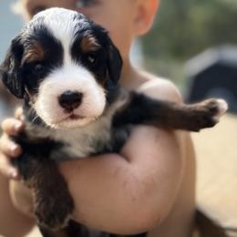 Bernedoodle and Goldendoodle Puppies from Country Hills Doodles