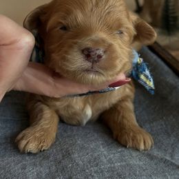 K Blue Boy - Red  male Goldendoodle puppy in Lewisville, Texas from Texas Goldendoodle Lovers