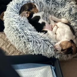 Beagle puppies from Haltmeier-Sunrise