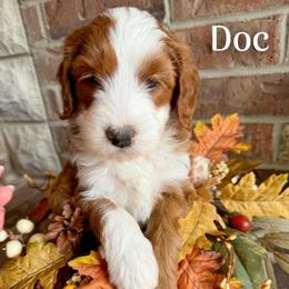 Doc (7 dwarfs theme) - Red  male Goldendoodle puppy in Ozark, Missouri from Halo Doodles