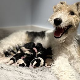 Wire Fox Terrier puppies from White Barn Wires