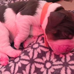 Mr Orange - Tri-Roan male English Springer Spaniel puppy in Montville, Connecticut from Hillside Springs Farm