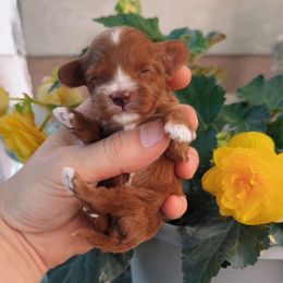 Rocket - Red male Cavapoo puppy in Salt Lake City, Utah from SunnySide Mini Doodles