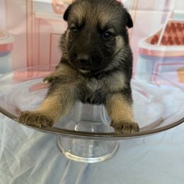 Cupcake - Black and tan female German Shepherd puppy in Magnolia, Texas from K & Q Shepherds