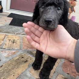 Blue collar “Bandit” - Poodle puppy from Desert in the South Standard Poodles