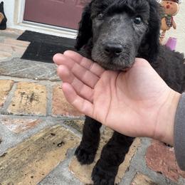 Blue collar “Bandit” - Poodle puppy from Desert in the South Standard Poodles