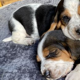 Basset Hounds and Chihuahuas from LaythStone