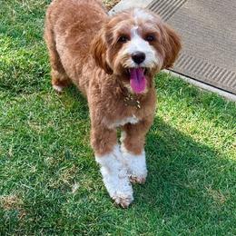 Ivy - Goldendoodle