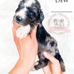 Male Pick Number 3 - Blue merle male Aussiedoodle puppy in Corydon, Indiana from Ridgeline Doodles