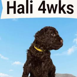 MilkyWay - Brown female Barbet puppy in New Bedford, Massachusetts from Barbie's Barbets