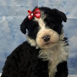 Bernedoodle puppies from Elagant Acres