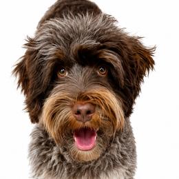 Australian Labradoodles, Cavapoos, Cockapoos, Goldendoodles, Golden Mountain Doodles, Labradoodles, and Poodles from Dawson & Daryn's Royal Companions