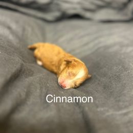 Cinnamon - Red and white female Cockapoo puppy in Powell, Wyoming from Doodles of Joy