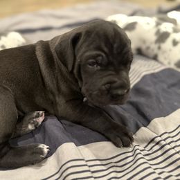 Katara - Black female Great Dane puppy in Albuquerque, New Mexico from Legacy Danes