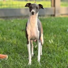 Eve - Italian Greyhound