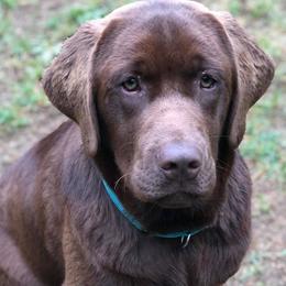 Labrador Retrievers from Alley Rock Labradors, LLC