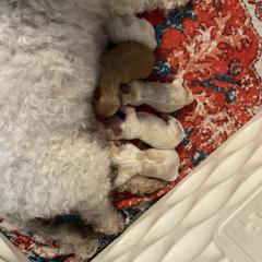 Cavachon puppies from Lindy’s Cavachons