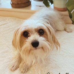 Izzi - Yorkshire Terrier