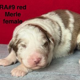RA9 - Red merle female Australian Shepherd puppy in Ada, Ohio from Windy Hill Aussies