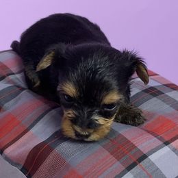 Morkie Puppies from Derisha's Morkies