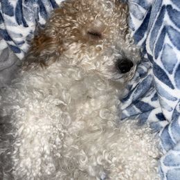 Poodle Puppies from Clementi Pearl Goldens and Poodles