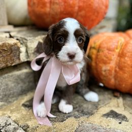 Sally - Chocolate female Australian Labradoodle puppy in Trussville, Alabama from Cahaba Doodles