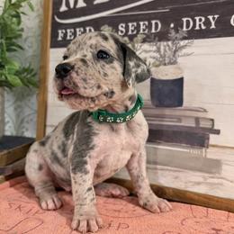 Levi - Merle male Great Dane puppy in Carencro, Louisiana from Halsey Danes