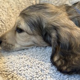 Augie-AKC - Cream male Dachshund puppy in Bakersfield, Missouri from Hocomo Hollow Doxies