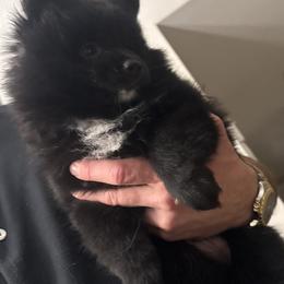 Pomeranian Puppies from Nicholas Teutsch
