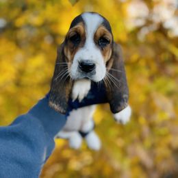 Basset Hound Puppies from Central Kentucky Basset Hounds