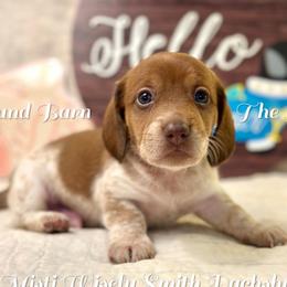 Zeus - Piebald male Dachshund puppy in Hensley, Arkansas from The Dachshund Barn