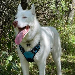 Siberian Huskies from Noemi's Siberian Huskies