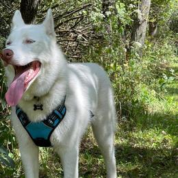 Siberian Huskies from Noemi's Siberian Huskies