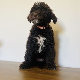 Eevee - Chocolate female Goldendoodle puppy in Twin Falls, Idaho from Burrow & Bone