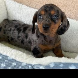 Girl Black Dapple - Dapple female Dachshund puppy in Sumrall, Mississippi from JP’s Dachshunds