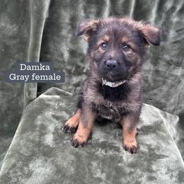Damka - Sable female German Shepherd puppy in New Cambria, Missouri from Des Hausraben Shepherds
