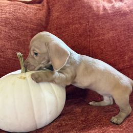 Girl 3 - Cream female Dachshund puppy in Canton, Texas from Bonnie and Clyde Dachshunds