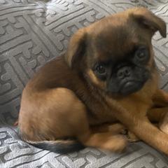 Boy 1 - Belge male Brussels Griffon puppy in Valley Springs, California from Gold Country Griffs