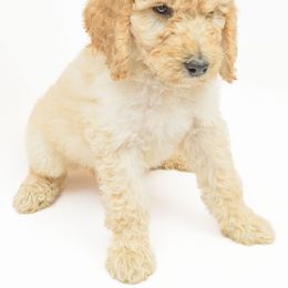 Poodle Puppies from DoodleHaven