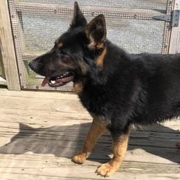German Shepherds from Konigsdorf