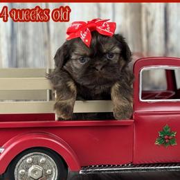 Vivian - Red female Shih Tzu puppy in Beatrice, Nebraska from I Shih Tzu Not Puppies