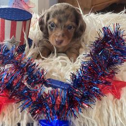 Dachshund Puppies from Shiloh Ridge Dachshunds