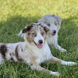 Red Merle Female - Red merle Australian Shepherd puppy in Mc Alisterville, Pennsylvania from Colibri Acres And Farm
