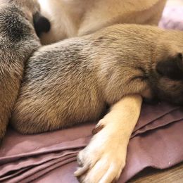 Pug Puppies from The Grumble Pack