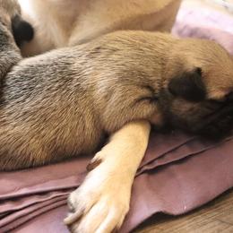 Pug Puppies from The Grumble Pack