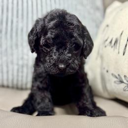 Lulu - Black female Goldendoodle puppy in Lake City, Florida from Dream Hollow Farm